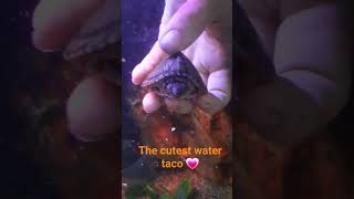 baby turtle cutest over load 😍 #babyturtle #razorback #followme #ajandtheexotics