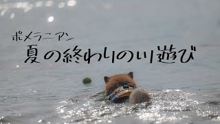 アクティブなポメラニアンが夏の終わりの川遊び　購入した犬用ライフジャケットが大活躍