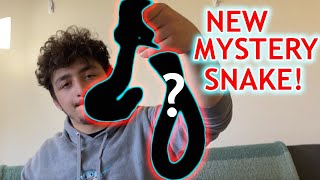 Celebrity UNDERRATED SNAKE! What Did We Get???? Net Worth