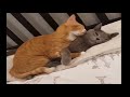 Cute Dogs and Cats Doing Funny Things 02