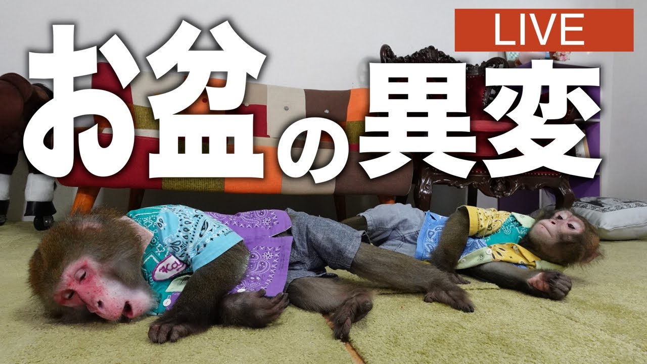 疲れたのでとにかくまったりする生配信