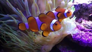 El Pez Payaso Y La Anémona