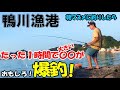 鴨川漁港にアジのサビキ釣りに行ったら大きい〇〇が大漁に入れ食いでびっくり!朝マズメに短時間で簡単釣り