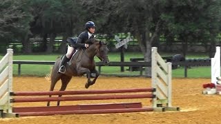 Welbreds Ruby's Dream 2" Hunter O/F