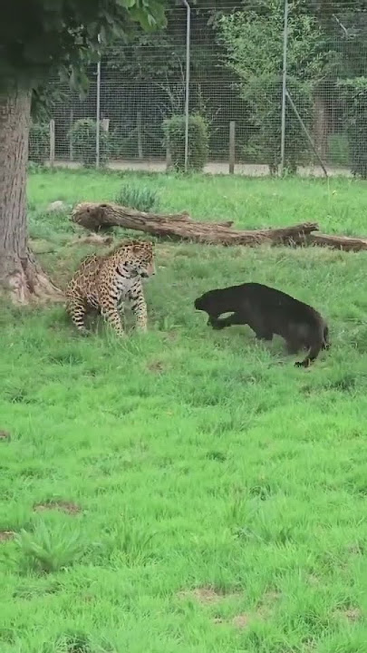 Download lagu #discoverychannel #discover #discoverearth #netgeowildlife