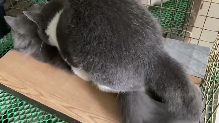 Watch the video about Cat in heat 😻 || Munchkin Mate || Cat breeding 😺