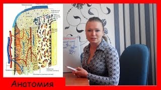 видео Скелет человека: строение, особенности, значение