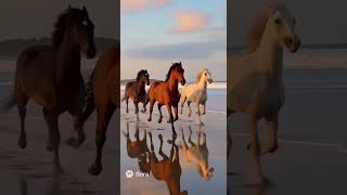 #animals #horse #животные