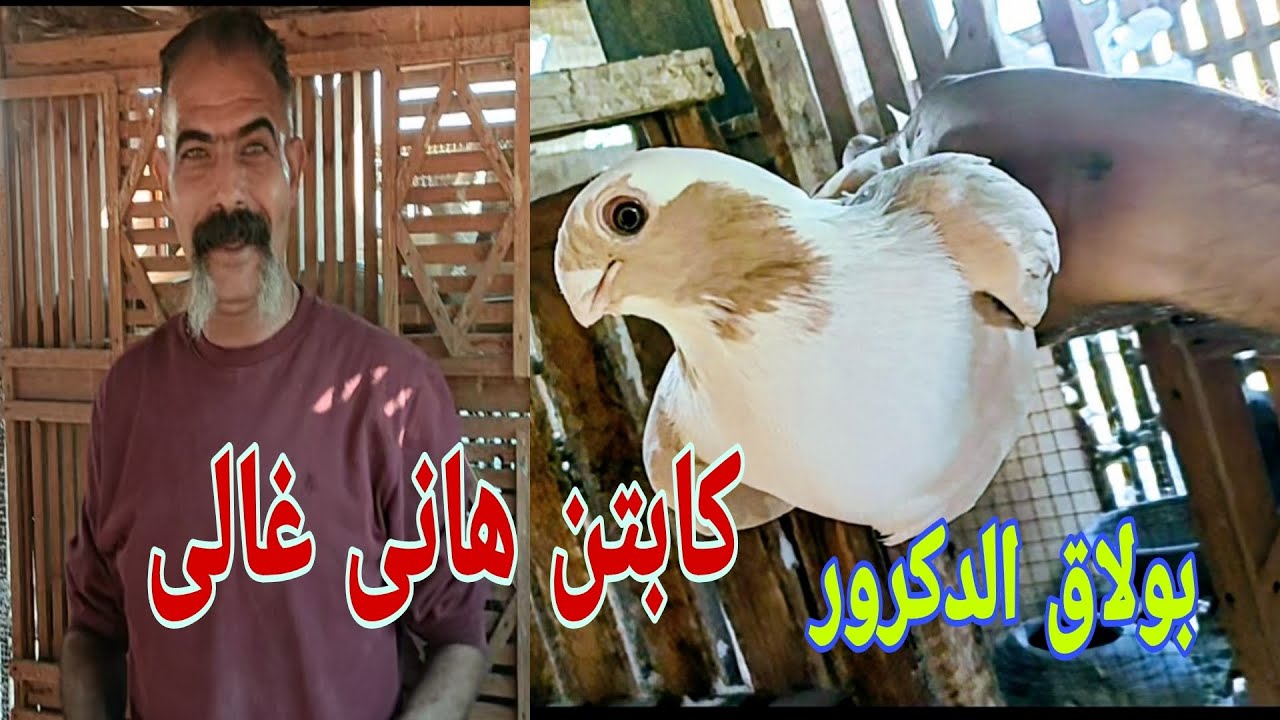 الجزء الثاني فرجة سلاكة الفرخ (مصنع الأبطال)#الحمام_الغزار