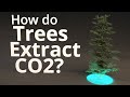 Understanding Trees and Climate Change
