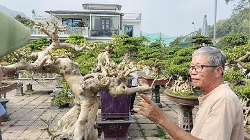 Thầy Đặng Xuân Cường (Cường họa sĩ ) chia sẻ kỹ thuật làm cây cảnh với học viên lớp CCNT K4.