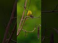 Common Iora Hopping Through the Trees | Canon R6 Mark II + 800mm F11