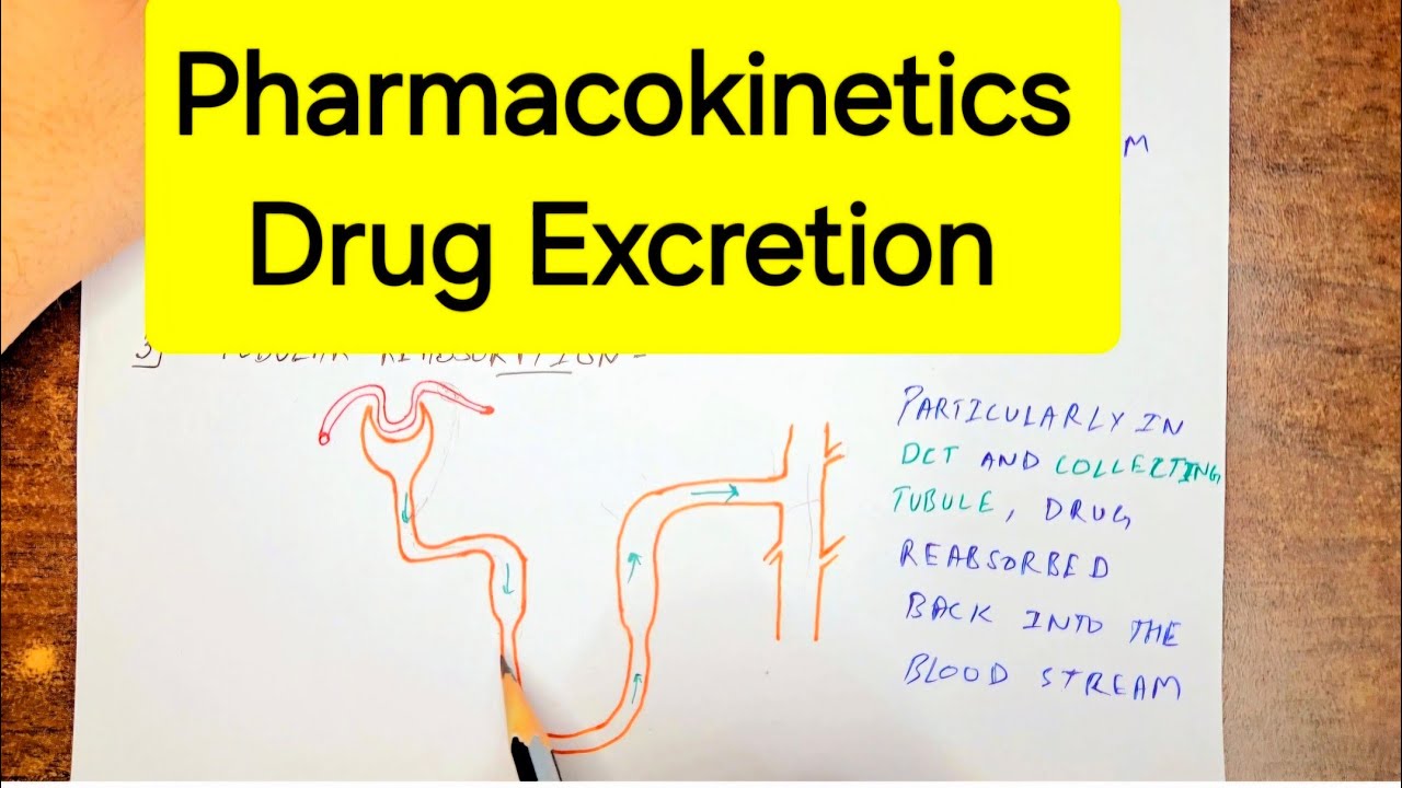 Pharmacokinetics | Drug Excretion | Pharmacology - YouTube