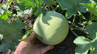 картинка: Перепелиный помёт как удобрение//Подкормка для картофеля