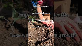 Reasons to Plant Onions with collards greens #gardenplants #gardening #gardeningtips #backyard