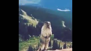 Squirrel Shout Meme Template l Just Meme