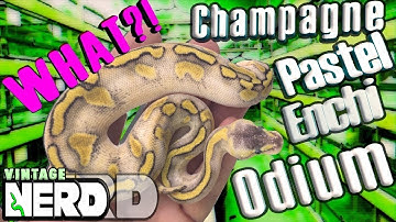Ball Pythons - Lets look at a NEW VIDEO!