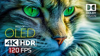 Best Of Oled Dolby Vision - 4K Hdr 120 Fps