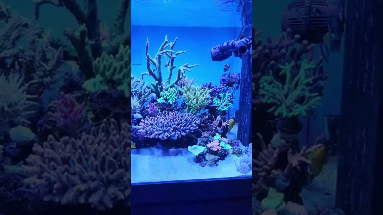 🌈 Hyde's reef tank tonight