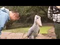 This is how a shoebill sounds like