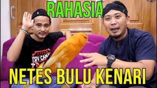 KUPAS TUNTAS...!! Penyebab Kenari Netes Bulu dan Cara Penanganan Yang Benar | CRV MEDIA