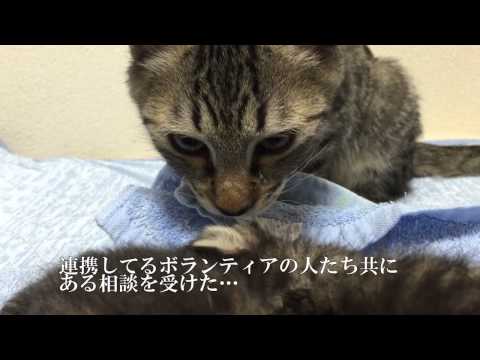 【猫クイズ】突然のシャーッ！温厚な猫が威嚇する理由は何？