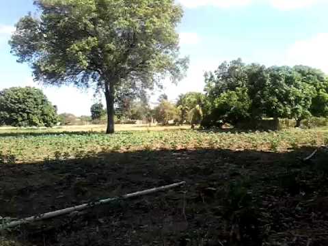 Vídeo: Feijão jacinto - cultivo, foto