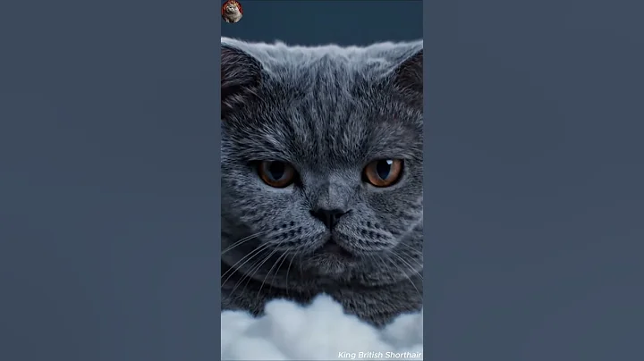 Video 11325581: funny cat british shorthair, reaction british shorthair, cutest british shorthair, britishshorthair cat cute funny, collection