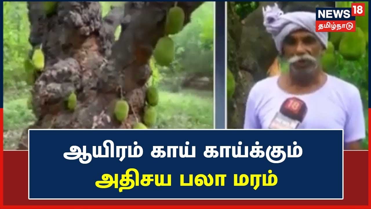 Panruti | 200 ஆண்டுகள் பழமையான பலா மரம் - ஆயிரம் காய் காய்க்கும் அதிசய பலா மரம்