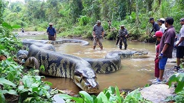Massive Python Found in the River – Nature’s Giant