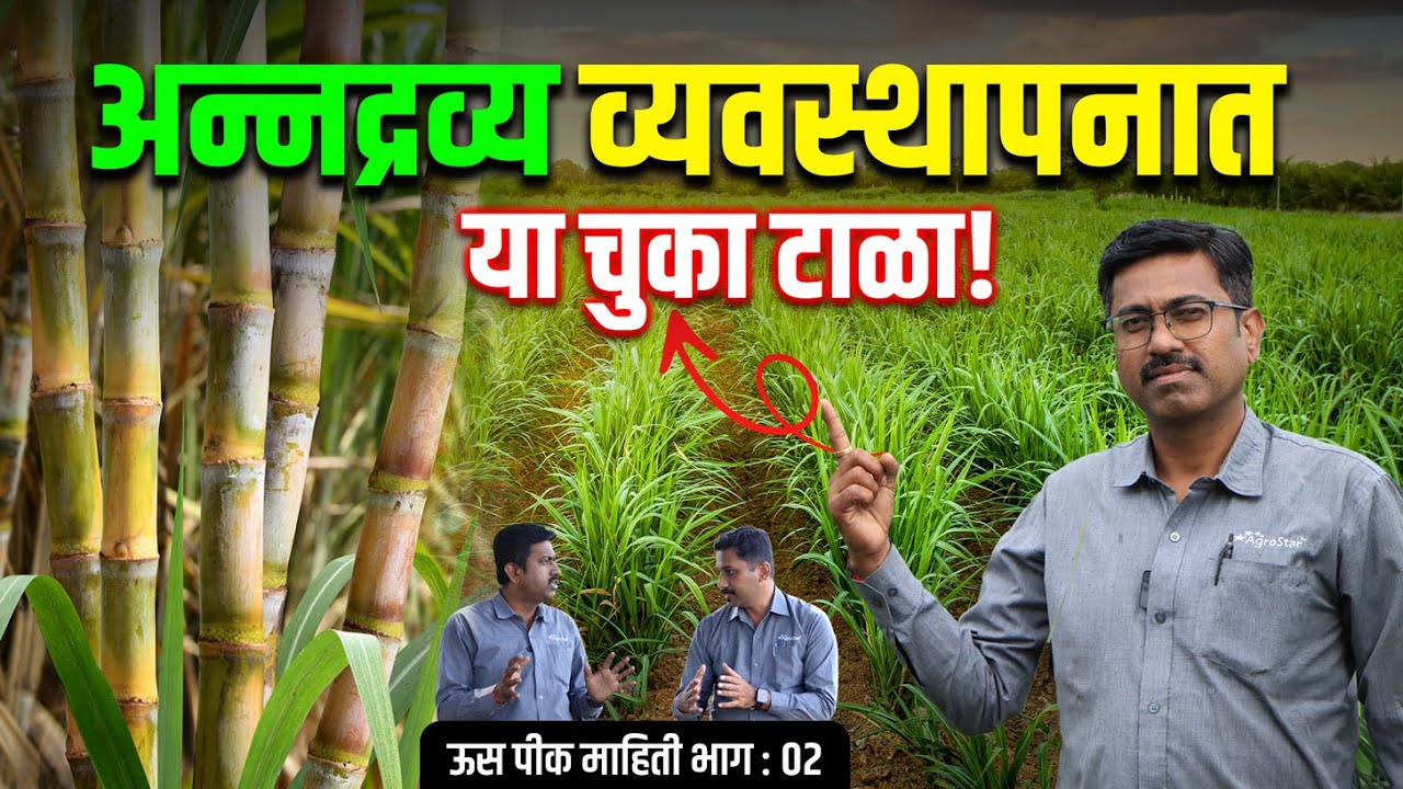 Sugarcane farming l Fertilizer Management | ऊस खत व्यवस्थापन। AgroStar #FarmingTips