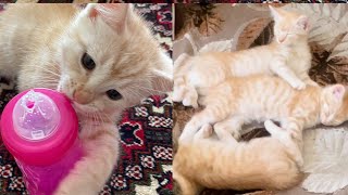 Mom Cat playing and talking to her Cute Meowing baby Kittens#cat entertainment videos#