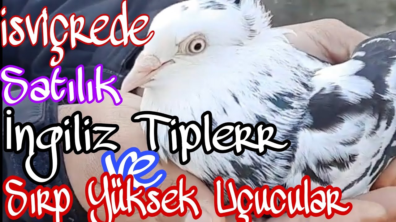 İsviçrede Satılık, ingiliz Tip ve Sırp Yüksek Uçucu. +41 76 526 75 58 Youtube ''irfan sarak'' Sunum