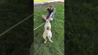 Meet Harley Quinn A Terrier, Pit Bull Currently Available For Adoption 9192025 10430 Pm