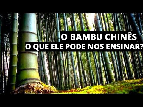 Vídeo: O que há em uma floresta de bambu?