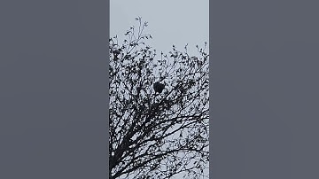 Crow sounds #shortsvideo #crow #sounds #shorts #shortsfeed #animal #love #like #share #yt