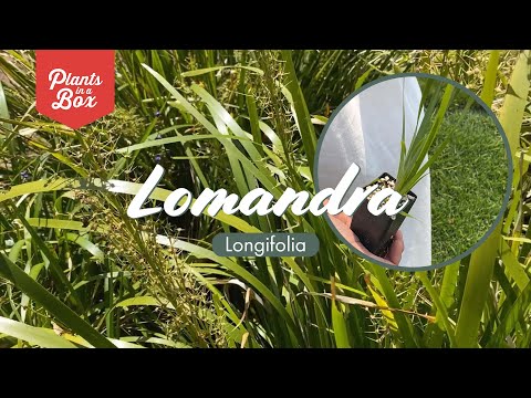 Видео: Что такое Lomandra Grass: узнайте об информации и обслуживании Lomandra