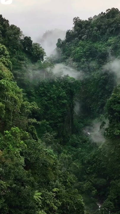 Java Forest #forest #trending #viral #shorts #short #java #travelvlog # ...