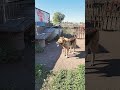 Овчарка:Грей🐕