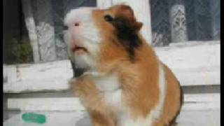 Guinea pig on the beach