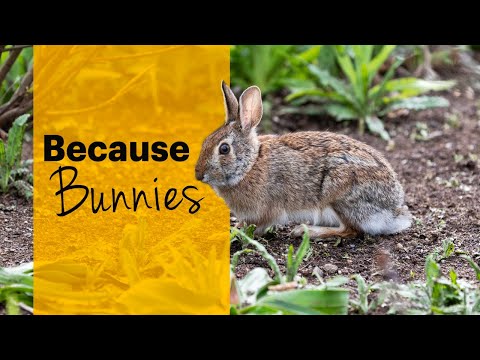 Adelphi's furry friends