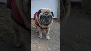 भई क नय सवग लल जकट म हर लग रह ह न? वग टइल ,