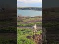 White horse 🐎 gallops down slope as out of mind / Белая лошадь 🐴 скачет по склону как не в себя **