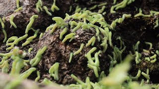 Sawfly Larvae - The Swarm - Short Wildlife Film