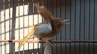 Jenggot mini si burung kecil bersuara serem