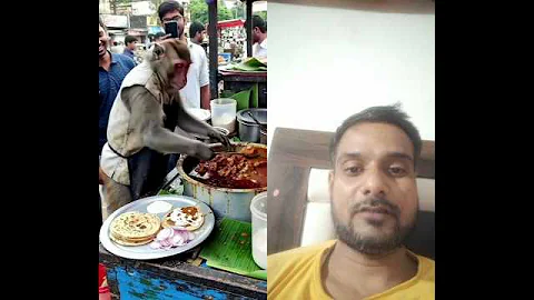 unique dish😱 chicken curry with roti 🫓 smart chef monkey 🐒 #shorts #food #monkey viral trending vide