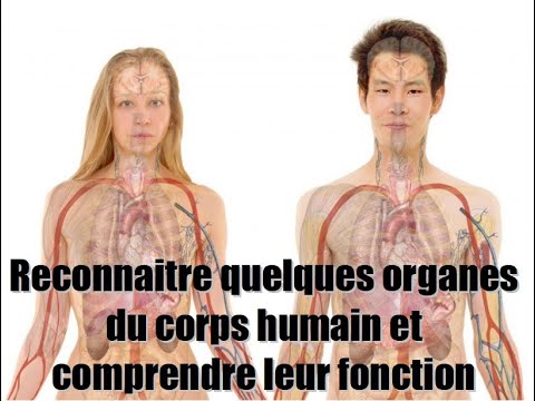 Reconnaitre quelques organes du corps humain et comprendre leur fonction