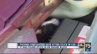 Phoenix firefighters save kitten stuck in car