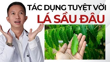 Sự Thật Về Lá Sầu Đâu: Tác Dụng Không Ngờ Với Sức Khỏe Con Người | Bác Sĩ Trần Minh