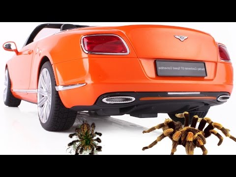 careless-dad-crushes-a-spider-who-steals-carrots-my-life-as-remote-control-convertible-car